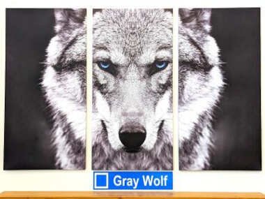 Gray Wolf